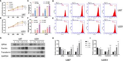 Sevoflurane Induces Ferroptosis of Glioma Cells Through Activating the ATF4-CHAC1 Pathway